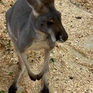 Kangaroo that you could pet (or pay an extra $10 to cuddle a baby one)