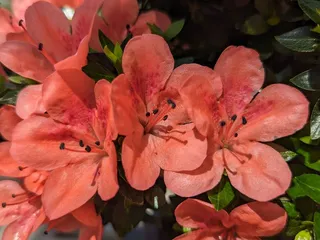 Como Park Zoo and Conservatory