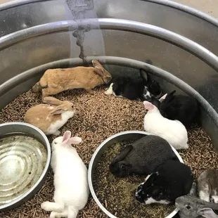 Rabbits!