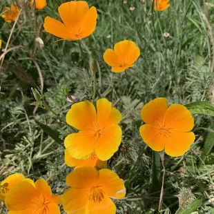 California Poppy