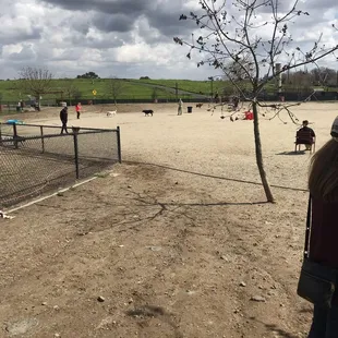 Big dog park