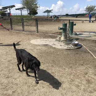 Water fountain for the pups