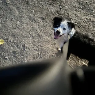 Roxi at the Sutters Landing American River!!