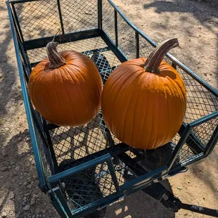 Pumpkins!