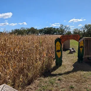 Corn maze