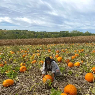 a woman picking pumpkins