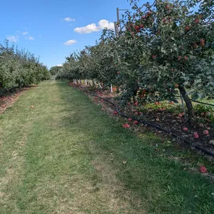 Apple orchard