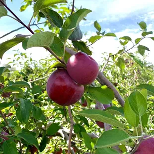 a cluster of red apples growing on a tree