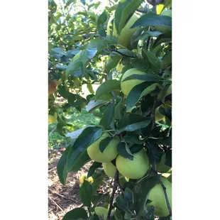 They have 13 rows of different kinds of apples!