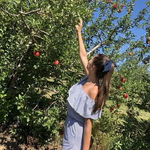 a girl picking apples from a tree