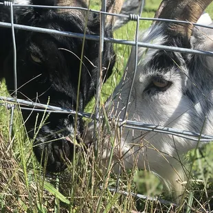 two goats in a fenced in area