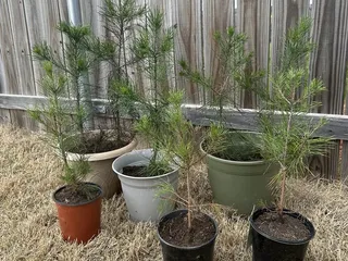 Wells Christmas Tree Farm