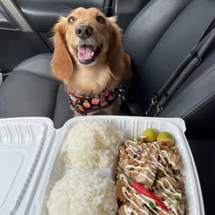 a dachshund sitting in a car with a tray of rice and a