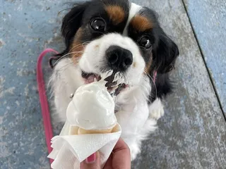 The Dip Ice Cream & More