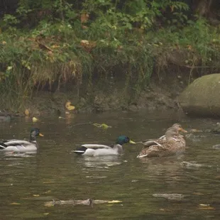 Ducks in the Pond