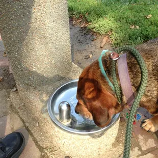 There is a second pet fountain to the East. By the playground.