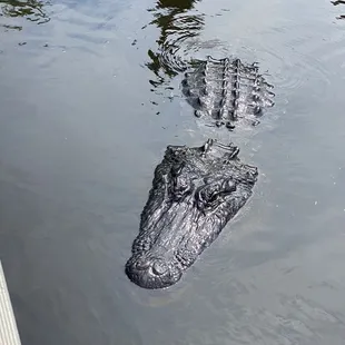 That may have been Van also, he was the biggest so.