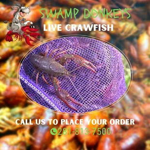 Live Crawfish Sales