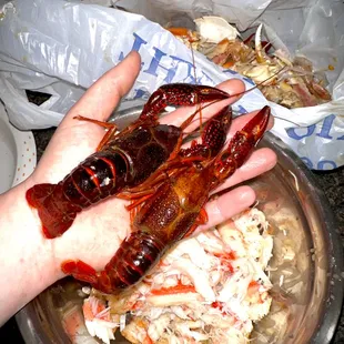 a hand holding a crawfish