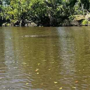 Gators