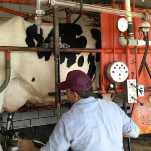 Happy cows eat while they're milked! 06/13/13.
