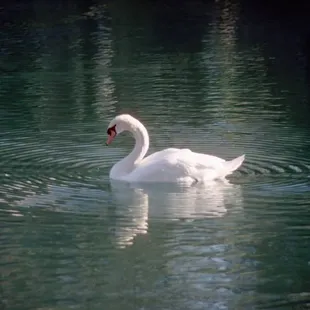 When there were Mute Swans at Swan Lake