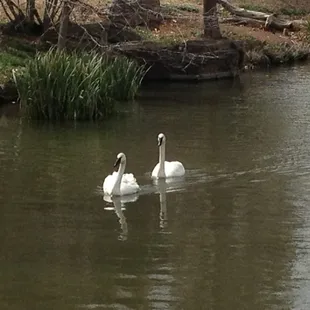 Swans!