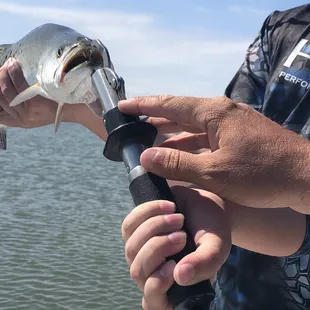 Speckled Trout have teeth. Rockport Texas. Matt Dodson. Swan Landing Fly Shop.