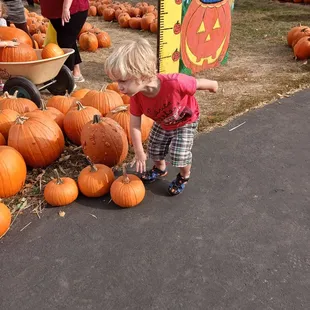 Picking out pumpkins at Swan's Pumpkin Farm