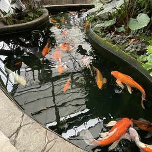 Koi pond