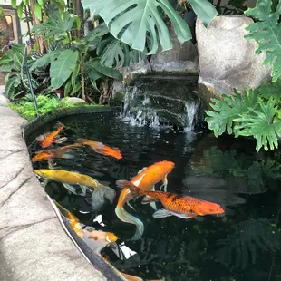 Koi Pond in Cafe Area