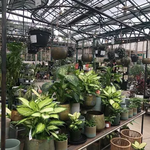 So many plants! So well taken care of!