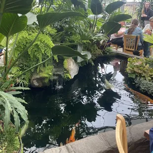 Koi pond inside