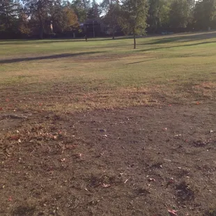 Lots of grass to run and play