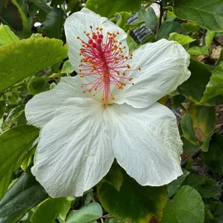 Ellen M.
