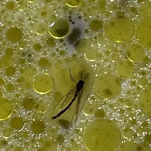 I Found an insect in my Green Curry (Kaeng Kaew), this is so disgusting.