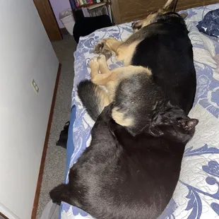 Cat laying on the dog!!!