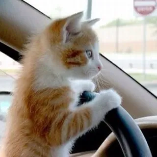 Kitty B.