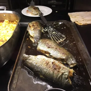 Rainbow Trout