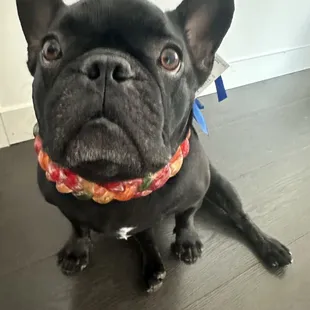a black dog with a colorful collar