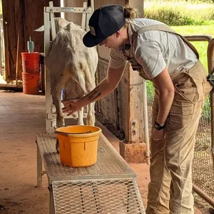 Showing us how to milk the goat before we had the chance to do it