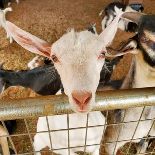 a goat sticking its head over a fence