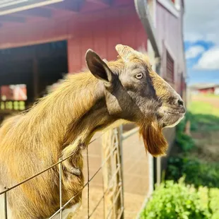 Male goats towards the back