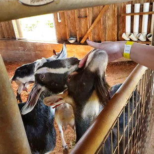 Even goats want love