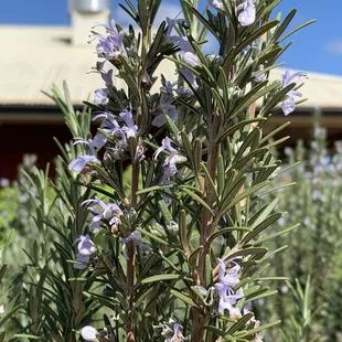 Rosemary flowers