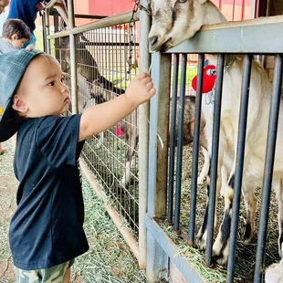 Baby goats where everyone congregates but spread the love to the adult mama and daddies too