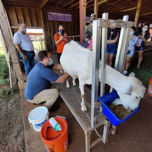 Goat milking demonstration