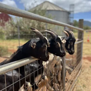 Three babies :')  IG: @ohmyono