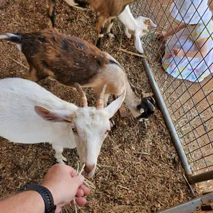 Feeding the goats