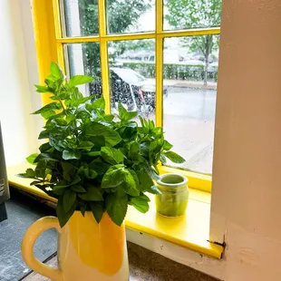 a potted plant in front of a window